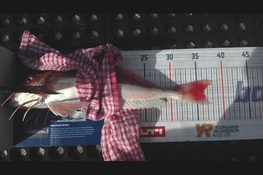 Marisa Andrews caught this 36.0cm Gurnard at wellington harbour during The Hirepool Baitmates Fishing Comp